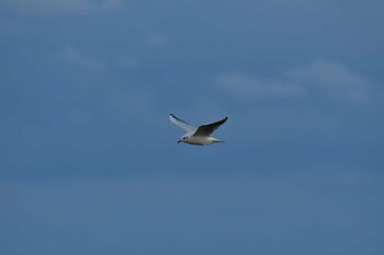 Black-headed Gull 米須海岸 Sun, 11/14/2021