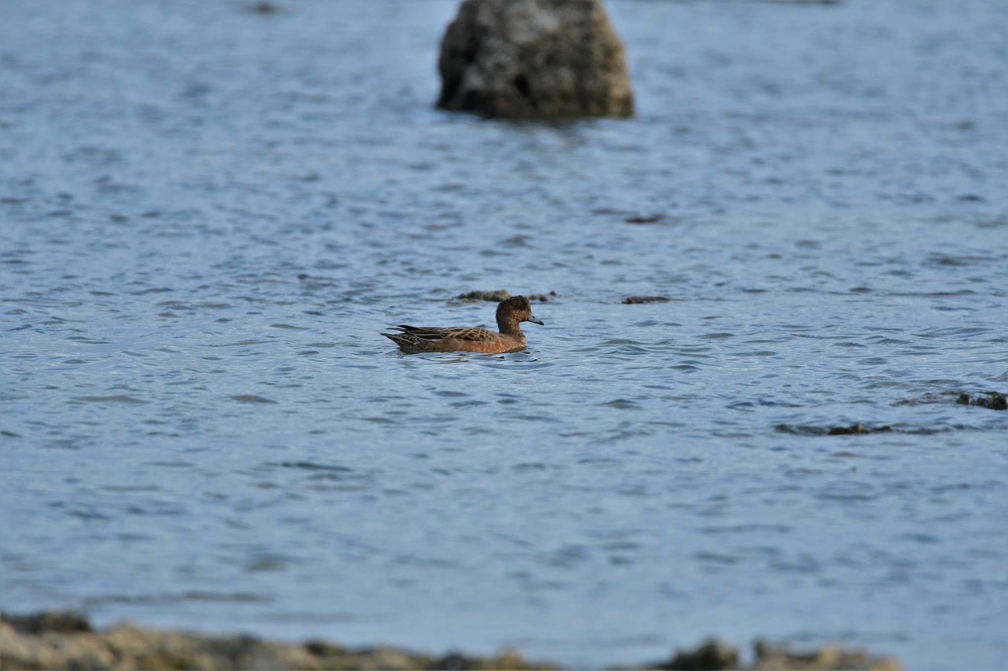 Photo of Eurasian Wigeon at 米須海岸 by ashiro0817