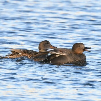 Gadwall Shin-yokohama Park Sat, 11/13/2021