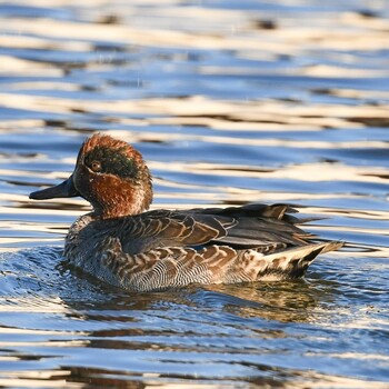 Eurasian Teal Shin-yokohama Park Sat, 11/13/2021