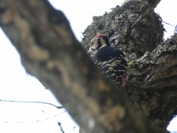 2021年11月3日(水) 大和葛城山の野鳥観察記録