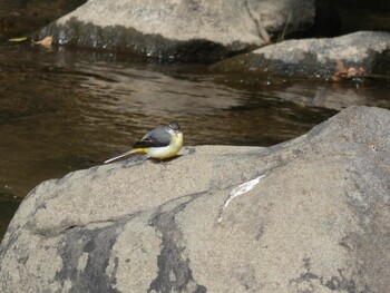 Sun, 10/24/2021 Birding report at 平成榛原子供のもり公園