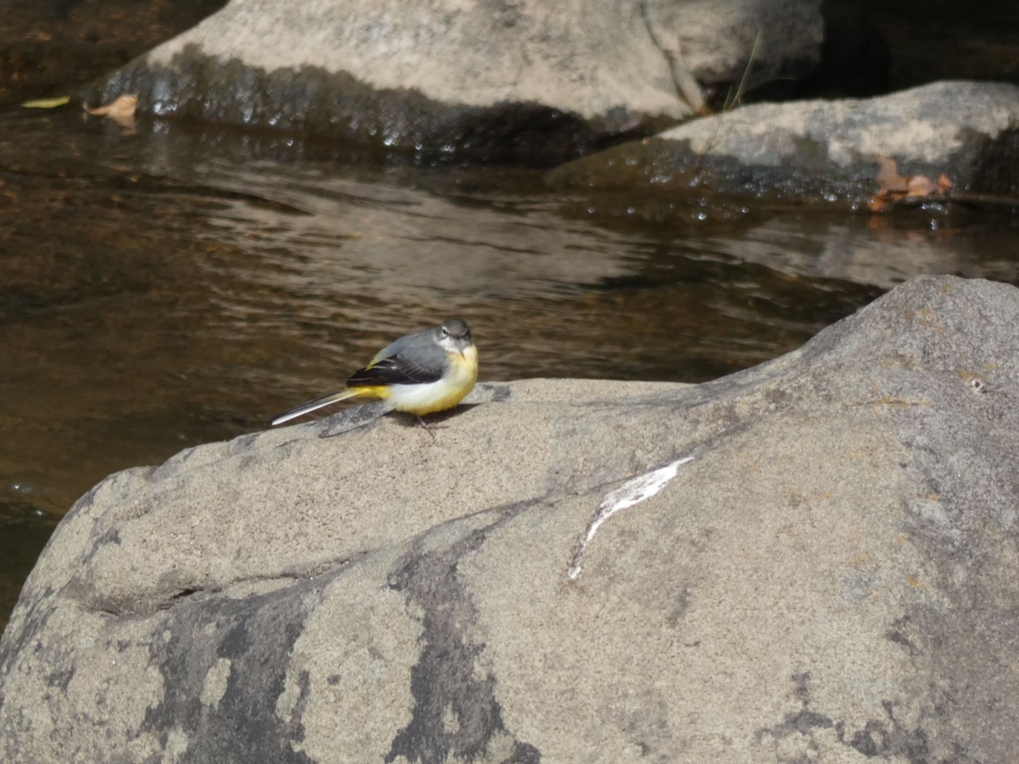 Photo of Grey Wagtail at 平成榛原子供のもり公園 by サンダーバード