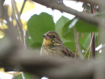 Sun, 11/14/2021 Birding report at 奈良市水上池