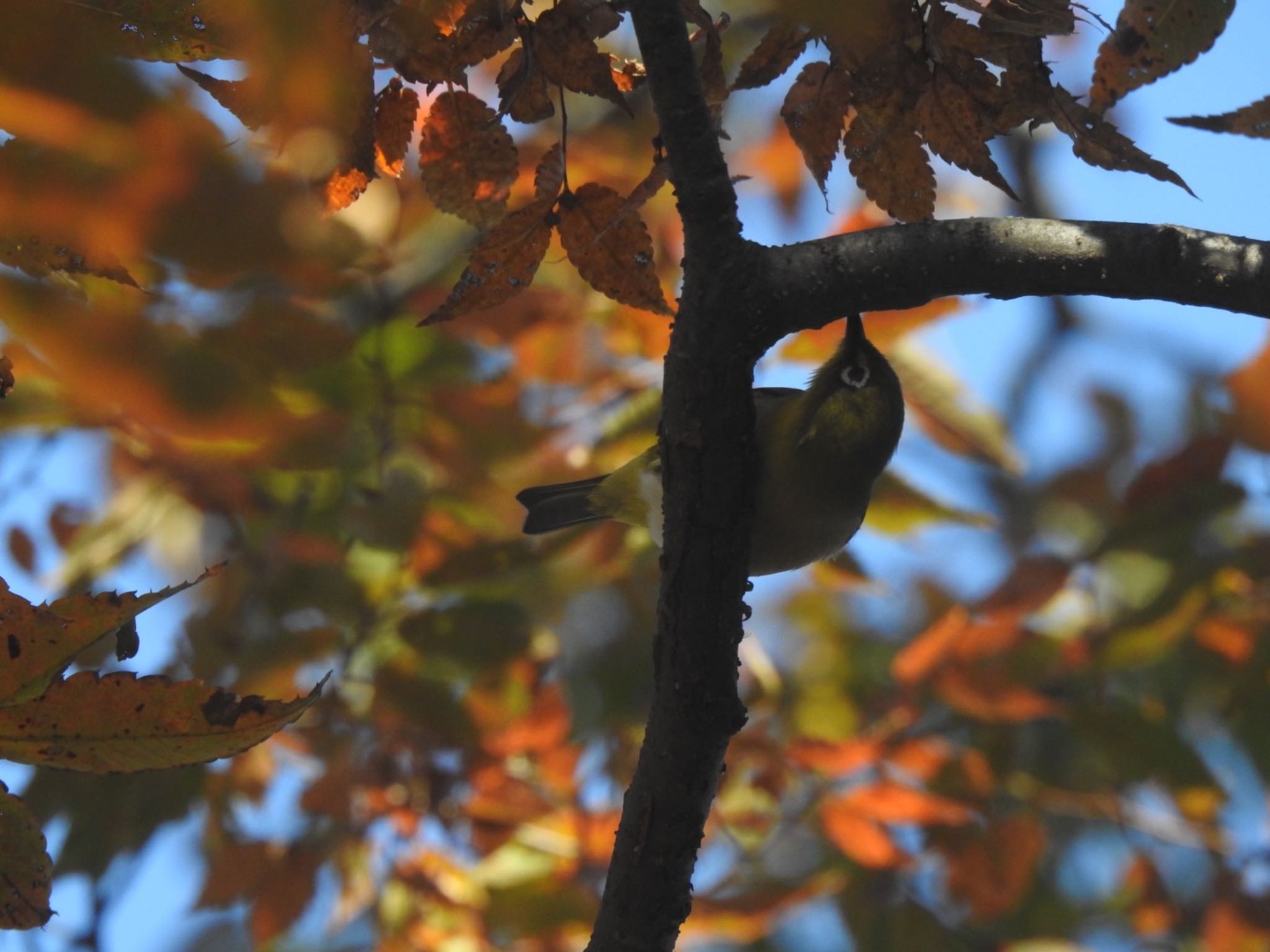 香澄公園 メジロの写真