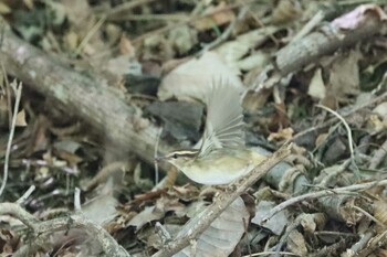 2021年4月24日(土) 早戸川林道の野鳥観察記録