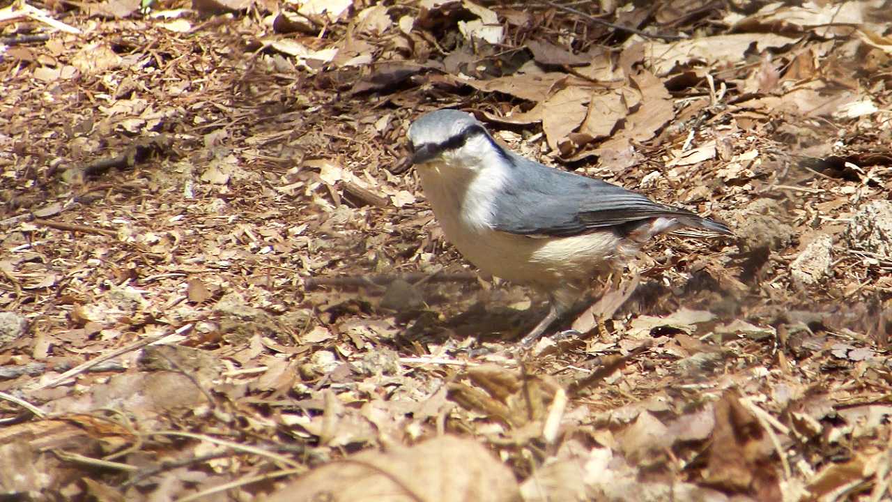 地面でエサを探すゴジュウカラ  by Birdlover.jp