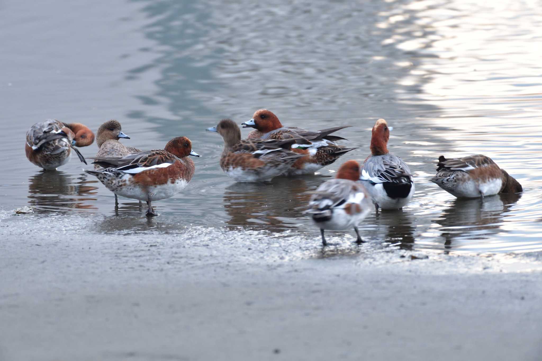 長浜公園 ヒドリガモの写真