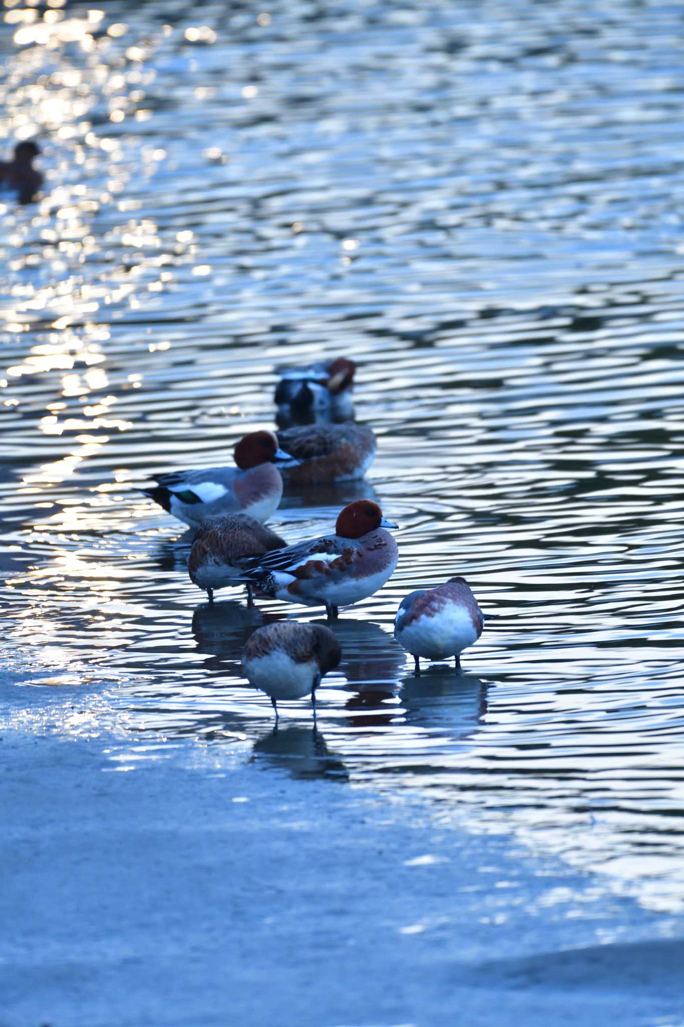 長浜公園 ヒドリガモの写真