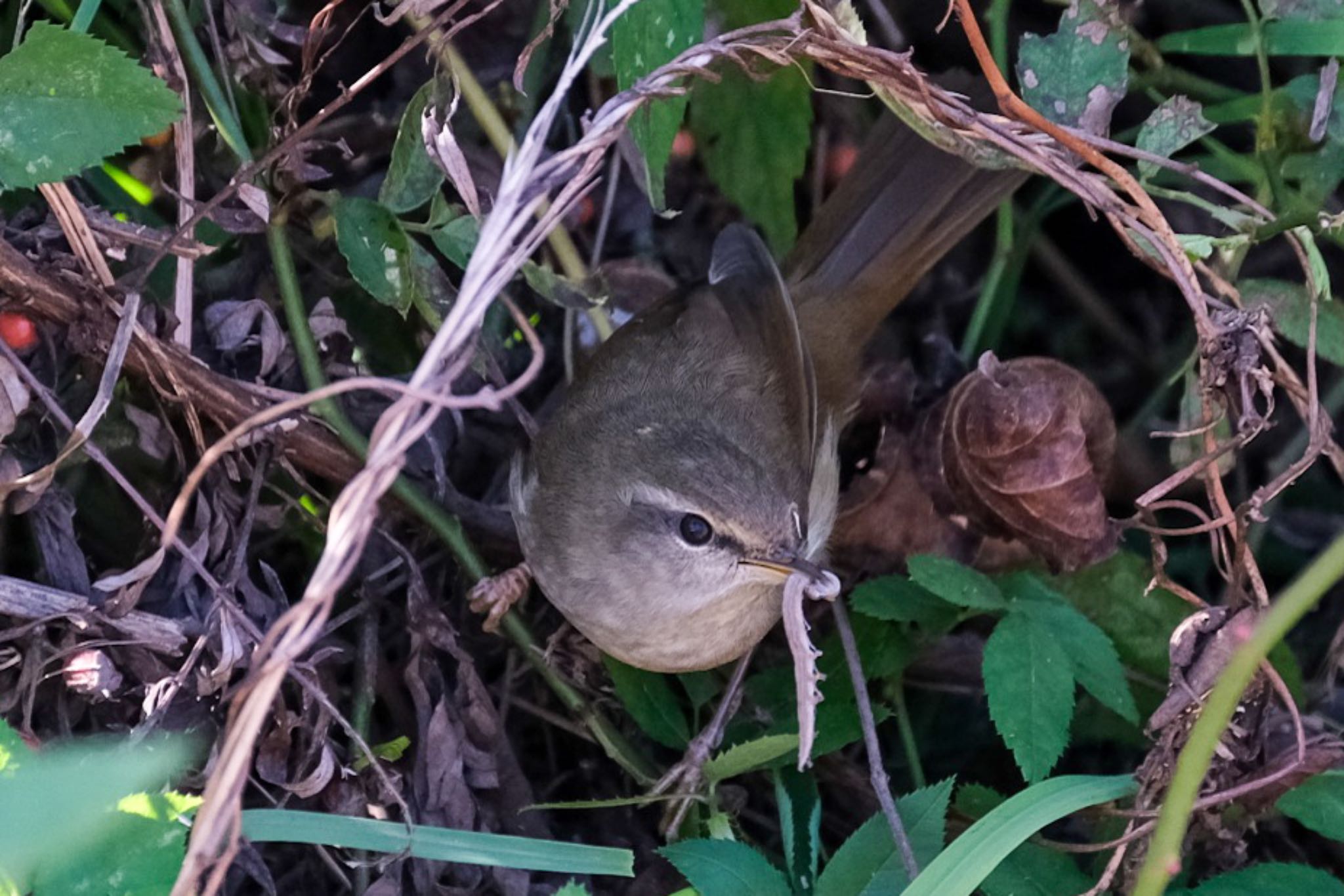 虫捕まえた〜