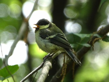 シジュウカラ 長居公園植物園 2017年5月11日(木)