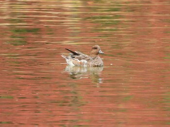 2021年11月14日(日) 千里南公園の野鳥観察記録