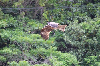 トビ 愛知県南知多町 2017年5月7日(日)