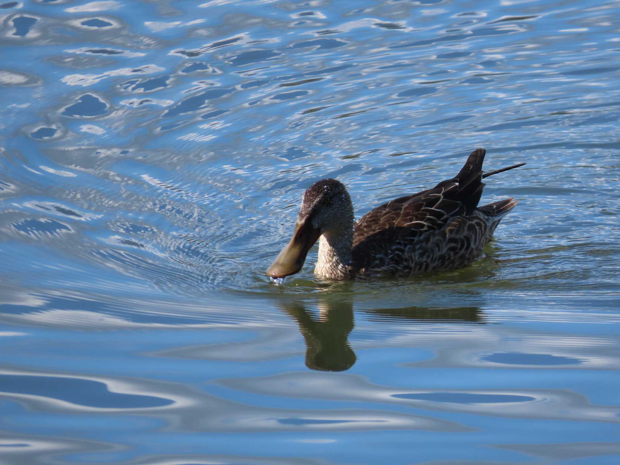 Photo of Northern Shoveler at 北勢中央公園 by sword-fish8240