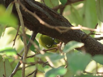 Warbling White-eye 北勢中央公園 Sat, 11/13/2021