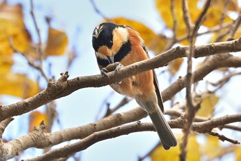 Varied Tit Maioka Park Sun, 11/14/2021