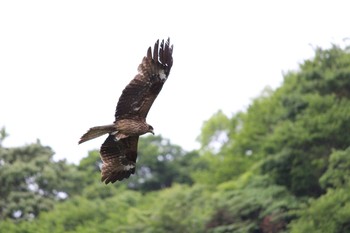 Black Kite 愛知県南知多町 Sun, 5/7/2017