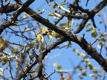 キバラガラ 朝陽公園(北京) 2021年11月14日(日)