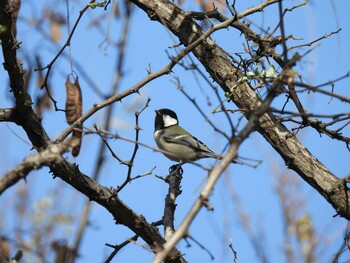 シジュウカラ 朝陽公園(北京) 2021年11月14日(日)