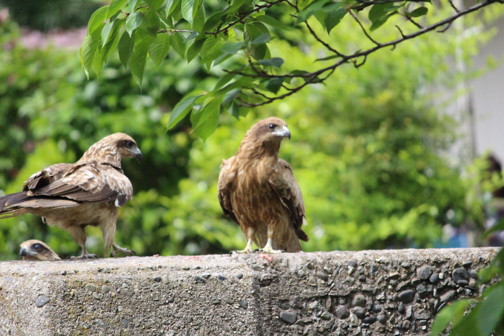 Photo of Black Kite at 愛知県南知多町 by Yuji