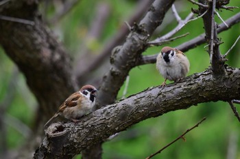 Eurasian Tree Sparrow 庭 Mon, 4/17/2017