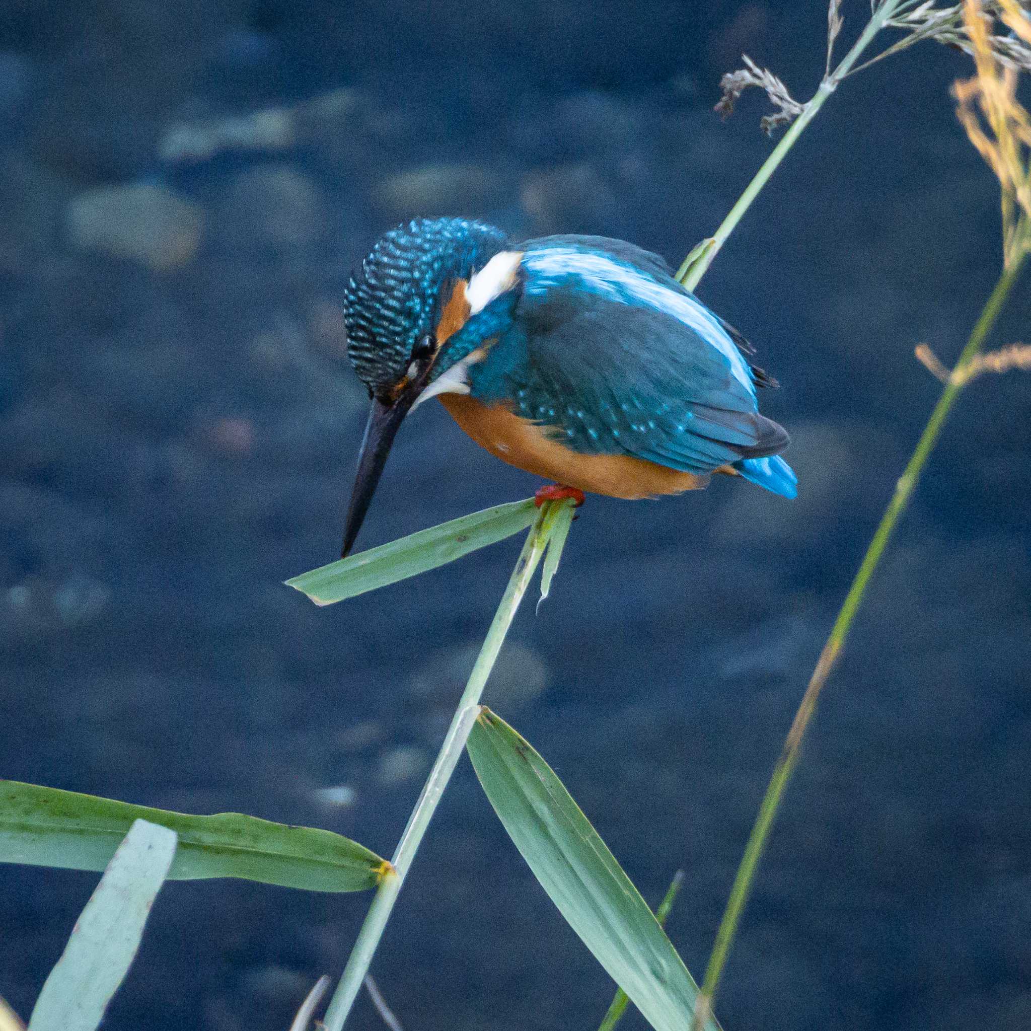 境川 カワセミの写真