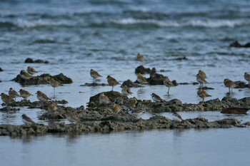 Unknown Species 米須海岸 Sun, 11/14/2021