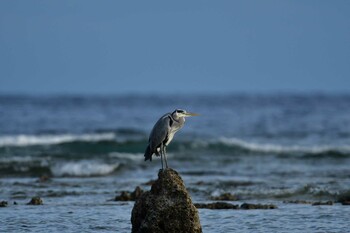 アオサギ 米須海岸 2021年11月14日(日)