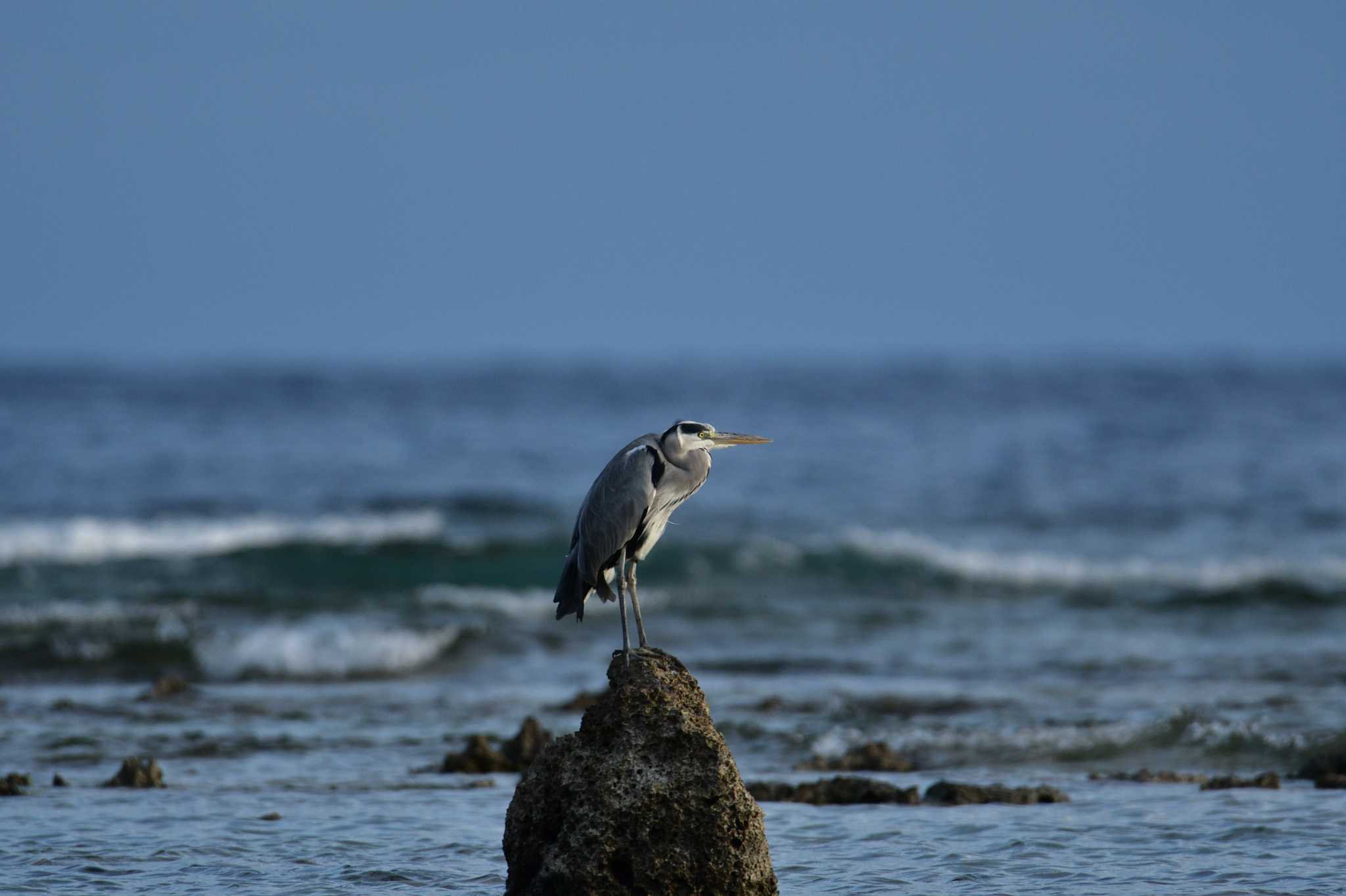 米須海岸 アオサギの写真 by ashiro0817