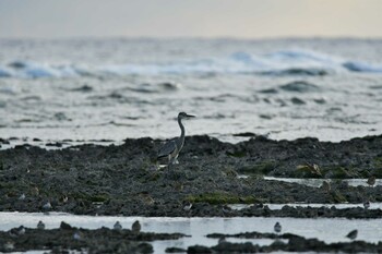 Grey Heron 米須海岸 Sun, 11/14/2021