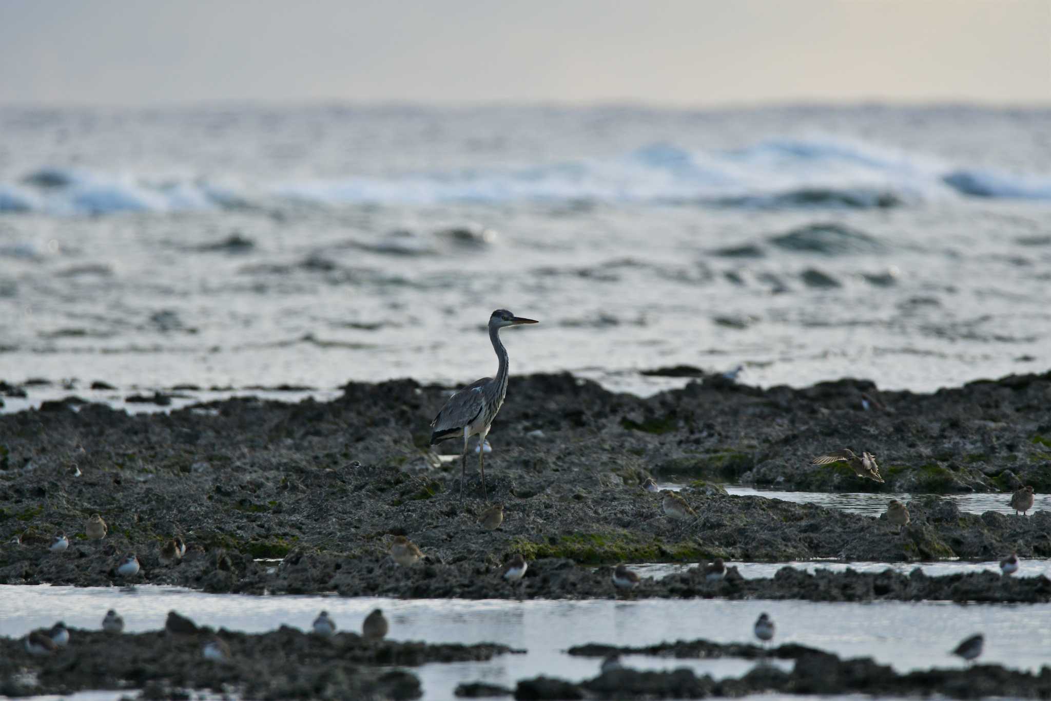 Photo of Grey Heron at 米須海岸 by ashiro0817