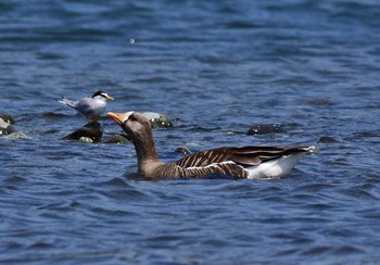 Greater White-fronted Goose Unknown Spots Mon, 5/8/2017