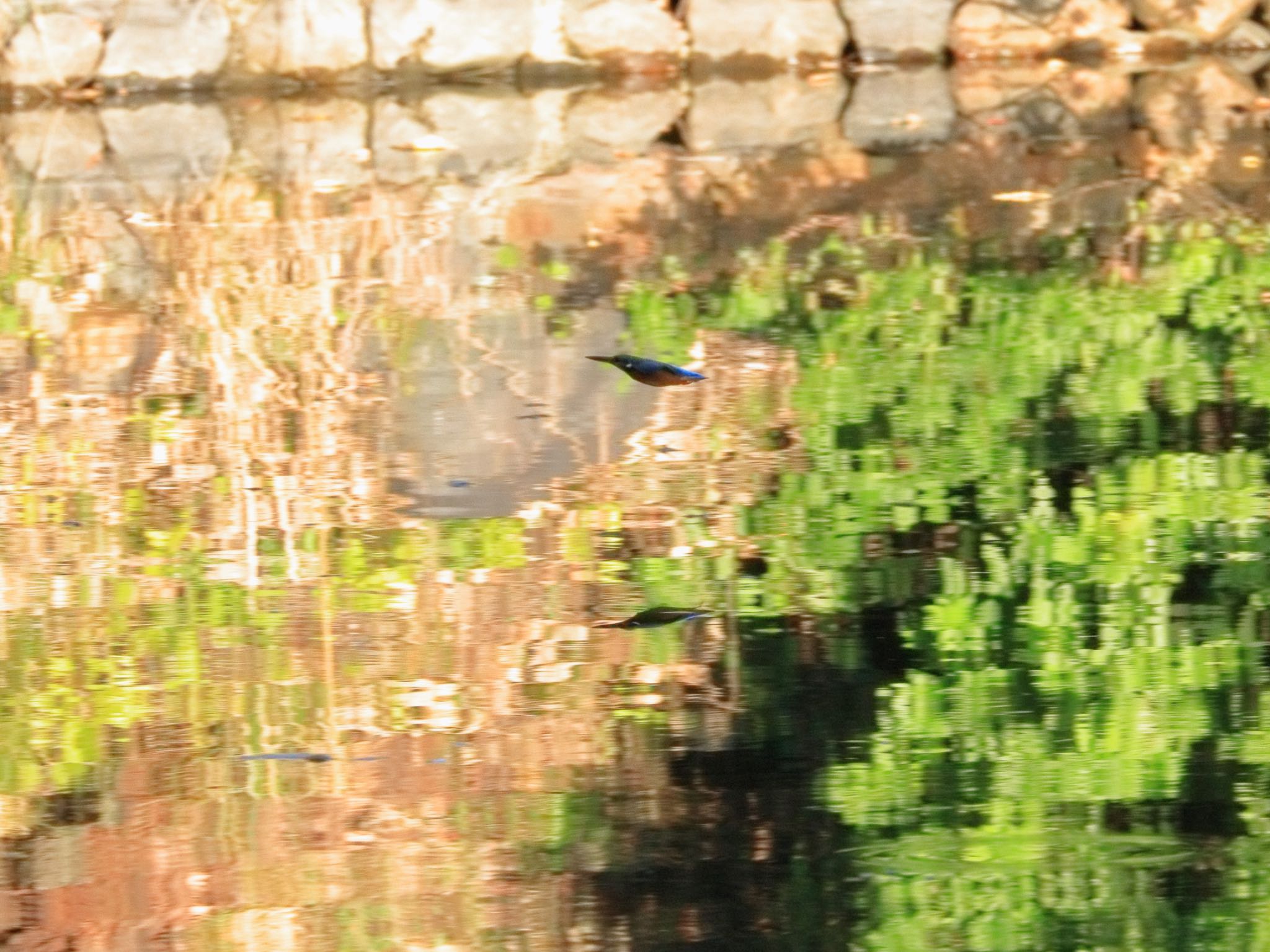 鶴舞公園(名古屋) カワセミの写真