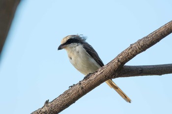 Brown Shrike(lucionensis) Crimson Resort & Spa Mactan Sat, 5/6/2017