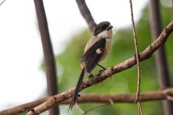 Long-tailed Shrike Crimson Resort & Spa Mactan Thu, 5/4/2017