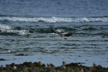 Osprey 米須海岸 Sun, 11/14/2021