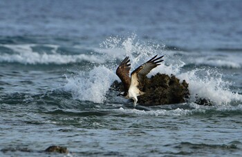 Osprey 米須海岸 Sun, 11/14/2021