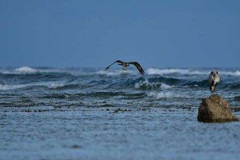 Osprey 米須海岸 Sun, 11/14/2021