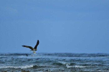 Osprey 米須海岸 Sun, 11/14/2021