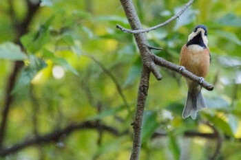 Varied Tit Shinjuku Gyoen National Garden Sat, 10/30/2021