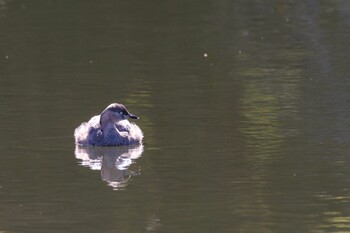 Little Grebe Shinjuku Gyoen National Garden Sat, 10/30/2021