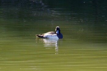 Tufted Duck Shinjuku Gyoen National Garden Sat, 10/30/2021