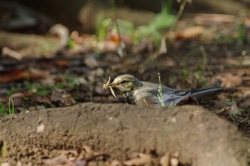 White Wagtail Shinjuku Gyoen National Garden Sat, 10/30/2021