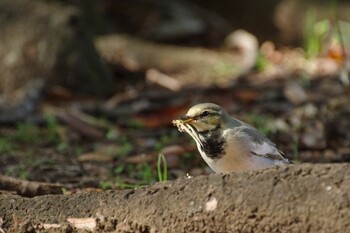 White Wagtail Shinjuku Gyoen National Garden Sat, 10/30/2021