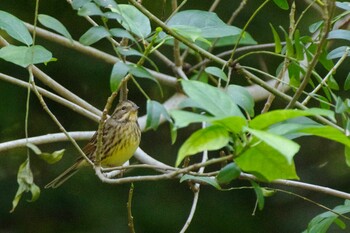 Masked Bunting Shinjuku Gyoen National Garden Sat, 10/30/2021