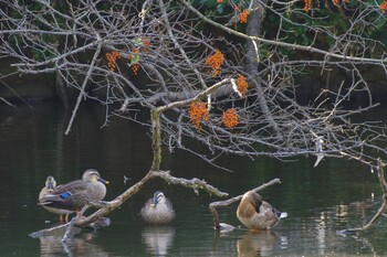 Eastern Spot-billed Duck Shinjuku Gyoen National Garden Sat, 10/30/2021