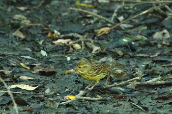 Masked Bunting Shinjuku Gyoen National Garden Sat, 10/30/2021