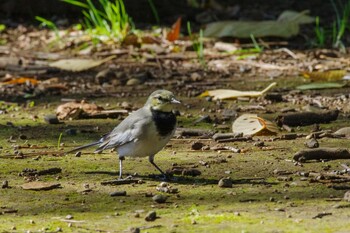 White Wagtail Shinjuku Gyoen National Garden Sat, 10/30/2021