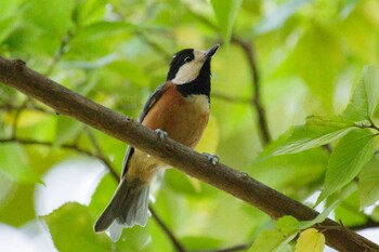 Varied Tit Shinjuku Gyoen National Garden Sat, 10/30/2021