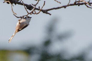 Long-tailed Tit Shinjuku Gyoen National Garden Sat, 10/30/2021